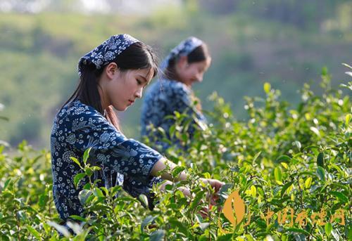 秋茶和春茶的區(qū)別 秋茶和春茶哪個(gè)好喝