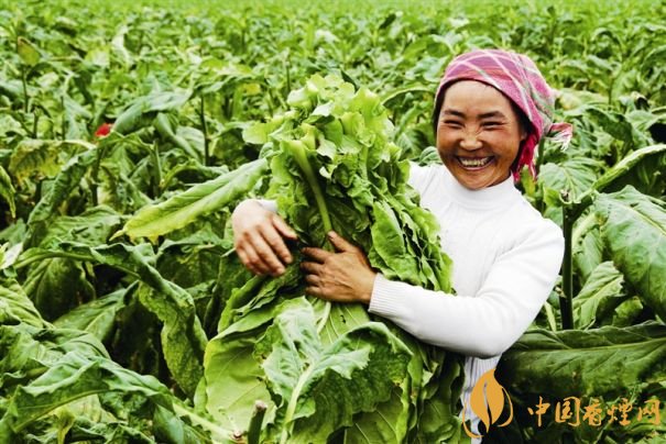 煙葉稅是什么，煙葉稅如何計(jì)算