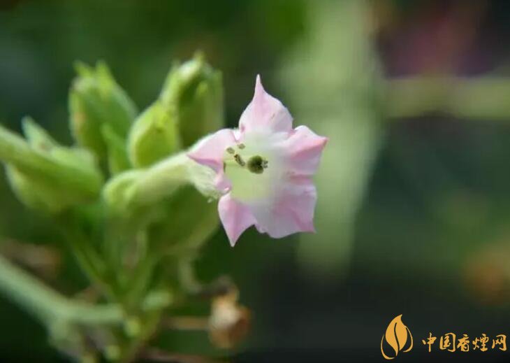 煙草花花語(yǔ)是什么，煙草花什么時(shí)候開花