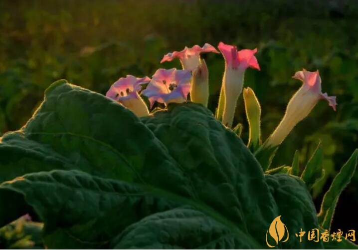 煙草花花語(yǔ)是什么，煙草花什么時(shí)候開花