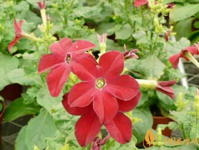 煙草花花語(yǔ)是什么，煙草花什么時(shí)候開花