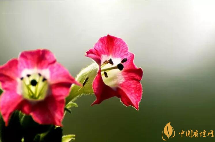 煙草花花語(yǔ)是什么，煙草花什么時(shí)候開花