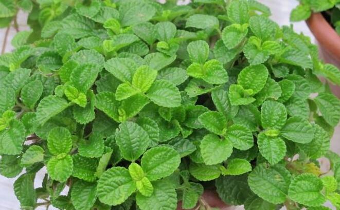 怎么去除尼古丁植物 哪種植物最吸尼古?。ㄈf(wàn)年青）