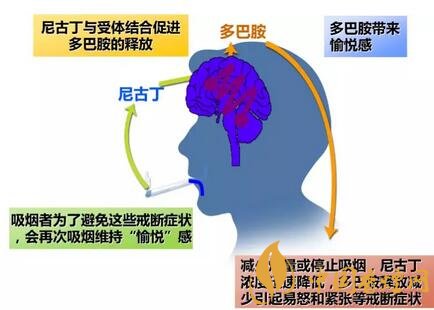 吸煙有變瘦提神等好處 為啥還要戒煙
