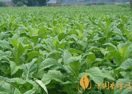 湖南江永連續(xù)4年獲得煙田綠色防控覆蓋率100%！